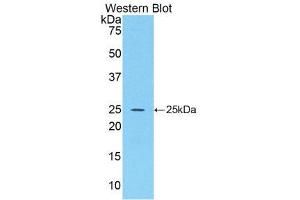 Western Blotting (WB) image for anti-Fibroblast Growth Factor 15 (FGF15) (AA 25-218) antibody (ABIN1858867)