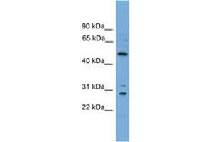 Image no. 1 for anti-Unc-51-Like Kinase 3 (ULK3) (AA 324-373) antibody (ABIN6745368) (ULK3 antibody  (AA 324-373))