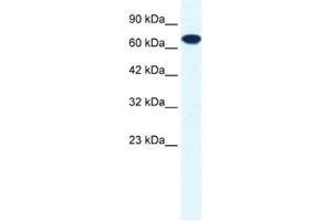 Western Blotting (WB) image for anti-Ring Finger Protein 112 (RNF112) antibody (ABIN2460870)