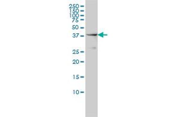 NCK1 antibody  (AA 185-294)
