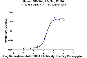 Immobilized Human BTN3A1, hFc Tag at 1 μg/mL (100 μL/well) on the plate. (BTN3A1 Protein (AA 30-254) (Fc Tag))