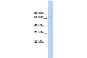 WB Suggested Anti-ABCF2 Antibody Titration:  0. (ABCF2 antibody  (Middle Region))