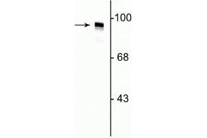 Western Blot of rat cortical lysate showing labeling of the ~95 kDa dynamin protein. (Dynamin 1 antibody  (N-Term))