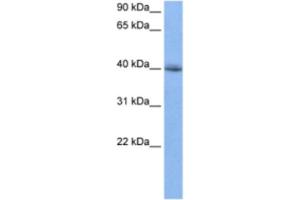 Western Blotting (WB) image for anti-RNA Binding Motif Protein 9 (RBM9) antibody (ABIN2462099) (RBM9 antibody)
