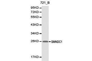 Western Blotting (WB) image for anti-Survival Motor Neuron Domain Containing 1 (SMNDC1) antibody (ABIN1874874) (SMNDC1 antibody)