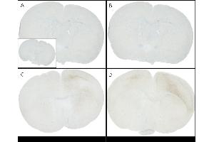 C57/BL6 mice were injected with sonicated recombinant mouse alpha synuclein monomers or fibrils at 8 weeks of age. (SNCA Protein (full length))