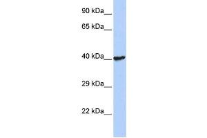 Western Blotting (WB) image for anti-Ring Finger Protein 113B (RNF113B) antibody (ABIN2458120) (RNF113B antibody)