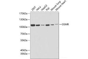 Western blot analysis of extracts of various cell lines using OSMR Polyclonal Antibody at dilution of 1:1000. (Oncostatin M Receptor antibody)