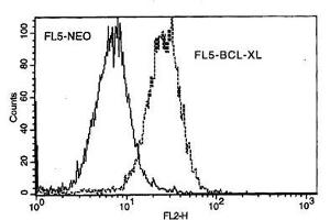 Image no. 1 for anti-BCL2-Like 1 (BCL2L1) antibody (Biotin) (ABIN135023) (BCL2L1 antibody  (Biotin))