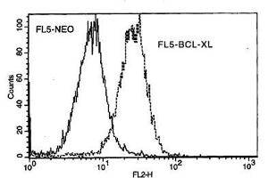 Image no. 1 for anti-BCL2-Like 1 (BCL2L1) antibody (Biotin) (ABIN135023)