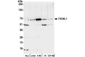 Western Blotting (WB) image for anti-Fidgetin-Like 1 (FIGNL1) (AA 1-50) antibody (ABIN7451588)