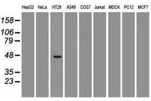 Image no. 1 for anti-GATA Binding Protein 4 (GATA4) (AA 296-442) antibody (ABIN1491352) (GATA4 antibody  (AA 296-442))