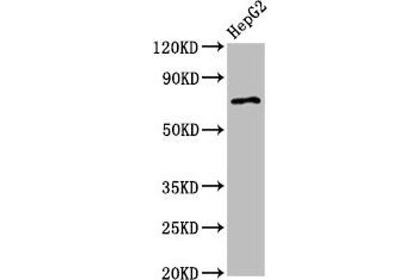 AGPS antibody  (AA 279-400)