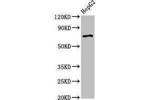 Western Blot Positive WB detected in: HepG2 whole cell lysate All lanes: AGPS antibody at 2. (AGPS antibody  (AA 279-400))