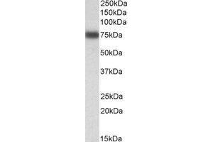 Image no. 1 for anti-Interferon Regulatory Factor 2 Binding Protein 1 (IRF2BP1) (AA 109-122) antibody (ABIN793274) (IRF2BP1 antibody  (AA 109-122))