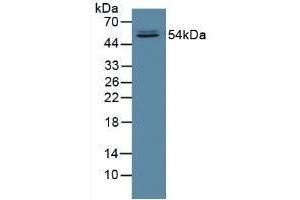 FUCA1 anticorps  (AA 53-289)