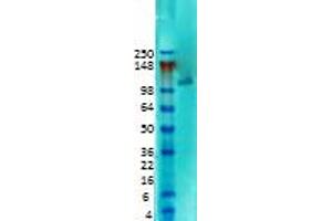 SAP97 Western Blot. (DLG1 antibody  (N-Term))
