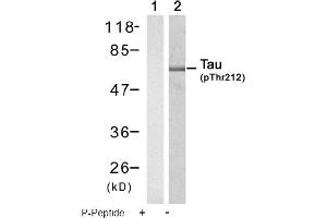 Image no. 1 for anti-Microtubule-Associated Protein tau (MAPT) (pThr212) antibody (ABIN319247) (MAPT antibody  (pThr212))