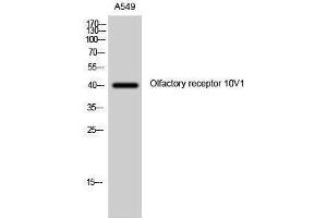 Western Blotting (WB) image for anti-Olfactory Receptor, Family 10, Subfamily V, Member 1 (OR10V1) (Internal Region) antibody (ABIN3176476) (OR10V1 antibody  (Internal Region))
