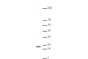 Histone H3K9me3 antibody (pAb) tested by Western blot. (Histone 3 antibody  (H3K9me3))