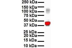Western Blotting (WB) image for anti-Keratin 18 (KRT18) (C-Term) antibody (ABIN2778670)