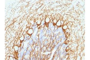 Formalin-fixed, paraffin-embedded human Cerebellum stained with Neurofilament Mouse Monoclonal Antibody (NE14).