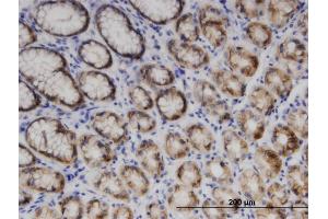 Immunoperoxidase of monoclonal antibody to EXOG on formalin-fixed paraffin-embedded human stomach.