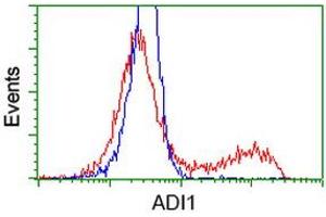 HEK293T cells transfected with either RC200115 overexpress plasmid (Red) or empty vector control plasmid (Blue) were immunostained by anti-ADI1 antibody (ABIN2452703), and then analyzed by flow cytometry. (ADI1 antibody)