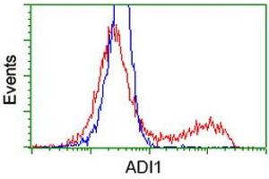HEK293T cells transfected with either RC200115 overexpress plasmid (Red) or empty vector control plasmid (Blue) were immunostained by anti-ADI1 antibody (ABIN2452703), and then analyzed by flow cytometry. (ADI1 antibody)