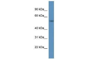 Western Blot showing A1BG antibody used at a concentration of 1. (A1BG antibody  (C-Term))