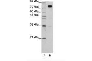 Image no. 3 for anti-Splicing Factor Proline/glutamine-Ric (SFPQ) (AA 191-240) antibody (ABIN203277) (SFPQ antibody  (AA 191-240))
