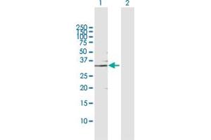 Western Blot analysis of GMPR expression in transfected 293T cell line by GMPR MaxPab polyclonal antibody. (GMPR antibody  (AA 1-345))