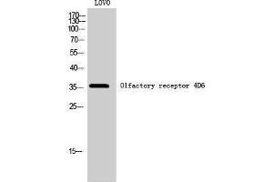 Western Blotting (WB) image for anti-Olfactory Receptor, Family 4, Subfamily D, Member 6 (OR4D6) (C-Term) antibody (ABIN3186094) (OR4D6 antibody  (C-Term))