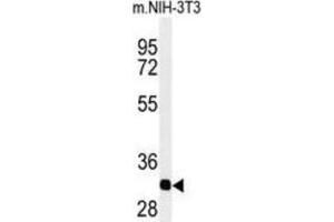 Western Blotting (WB) image for anti-Prohibitin 2 (PHB2) antibody (ABIN3003100) (Prohibitin 2 antibody)