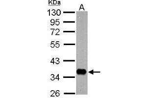 Image no. 1 for anti-Nervana 1 (NRV1) (N-Term) antibody (ABIN1494243) (Nervana 1 antibody  (N-Term))