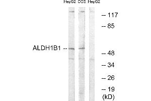 Western blot analysis of extracts from HepG2 cells and COS cells, using ALDH1B1 antibody. (ALDH1B1 antibody)