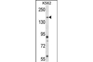 Western blot analysis in K562 cell line lysates (35ug/lane). (PEAK1 antibody  (AA 1188-1216))