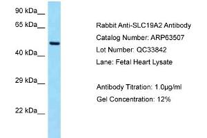 Western Blotting (WB) image for anti-Solute Carrier Family 19 (Thiamine Transporter), Member 2 (SLC19A2) (C-Term) antibody (ABIN971707) (SLC19A2 antibody  (C-Term))