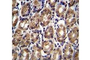 Axin-1 antibody immunohistochemistry analysis in formalin fixed and paraffin embedded human stomach tissue (Axin antibody  (AA 710-738))
