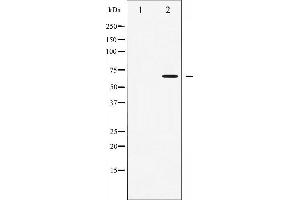 AMPK alpha antibody  (pThr172)