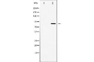 Western blot analysis of AMPK alpha phosphorylation expression in Heatshock treated 293 whole cell lysates,The lane on the left is treated with the antigen-specific peptide. (AMPK alpha antibody  (pThr172))