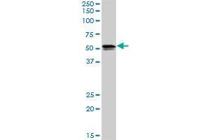 SH2D4A MaxPab rabbit polyclonal antibody. (SH2D4A antibody  (AA 1-454))