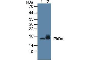 Figure. (SNCG antibody  (AA 1-123))