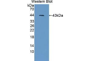 Detection of Recombinant CCNB2, Human using Polyclonal Antibody to Cyclin B2 (CCNB2) (Cyclin B2 antibody  (AA 58-398))