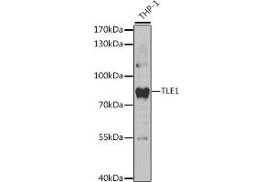 Western blot analysis of extracts of THP-1 cells, using TLE1 antibody (ABIN6132756, ABIN6149205, ABIN6149207 and ABIN6221171) at 1:1000 dilution. (TLE1 antibody  (AA 501-770))