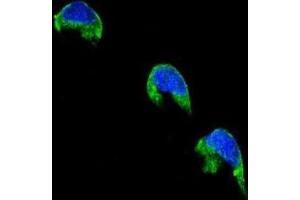 Immunofluorescence (IF) image for anti-Cytochrome P450, Family 1, Subfamily A, Polypeptide 2 (CYP1A2) antibody (ABIN2996139)