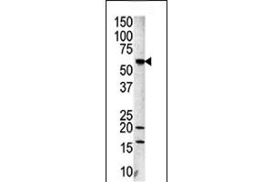 Western blot analysis of anti-Aurora-A Pab (ABIN1882163 and ABIN2841166) in  cell line lysate. (Aurora A antibody  (C-Term))