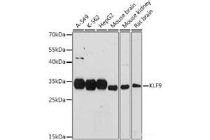 Western blot analysis of extracts of various cell lines using KLF9 Polyclonal Antibody at dilution of 1:1000. (KLF9 antibody)