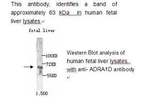 Image no. 1 for anti-Adrenergic Receptor, alpha 1d (ADRA1D) antibody (ABIN790781) (ADRA1D antibody)