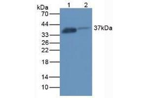 Figure. (FOLR1 antibody  (AA 26-229))
